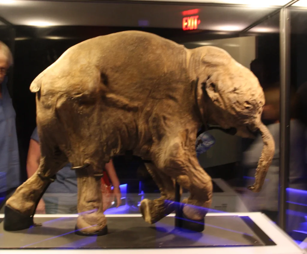 Mummified baby mammoth Lyuba displayed at the Royal BC Museum, Victoria.