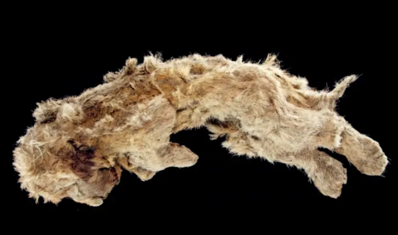 Mummified body of Sparta, a 28,000-year-old cave lion cub found in Siberia, lateral view.