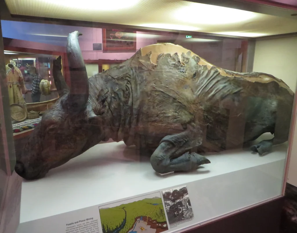 Mummified prehistoric animals steppe bison displayed in a glass case, showing preserved skin, horns, and body.