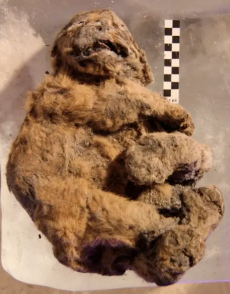 Mummified cave lion cub (Panthera spelaea) from the Siberian permafrost, dorsal view with measuring scale.