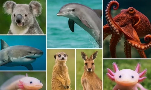 Collage of wild animals including koala, dolphin, octopus, shark, meerkat, kangaroo, and axolotl used for a blog about unbelievable animal facts