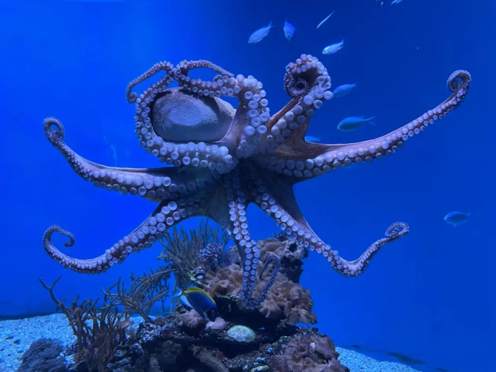 Octopus swimming near coral reef in blue ocean water, captured in close detail for an article about animal intelligence