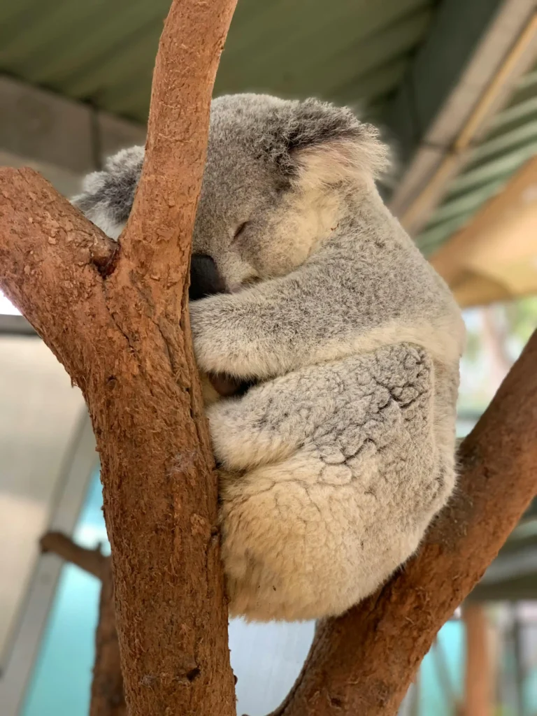 Sleeping koala curled up in a tree, conserving energy due to a low-nutrient eucalyptus diet