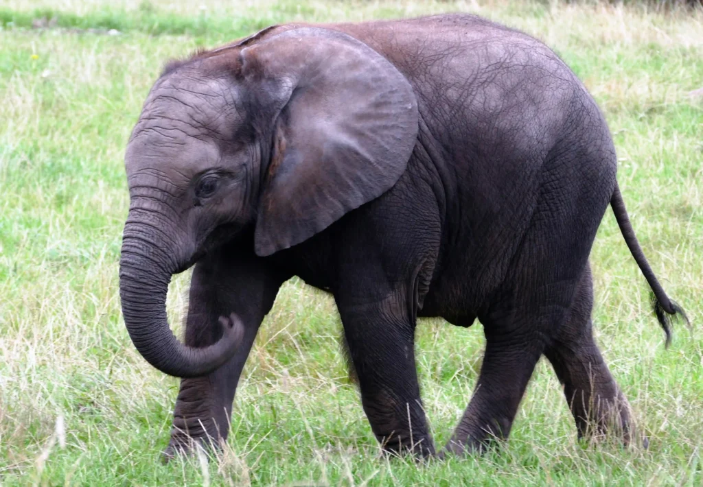 Baby elephant walking on grass, playfully swinging its trunk