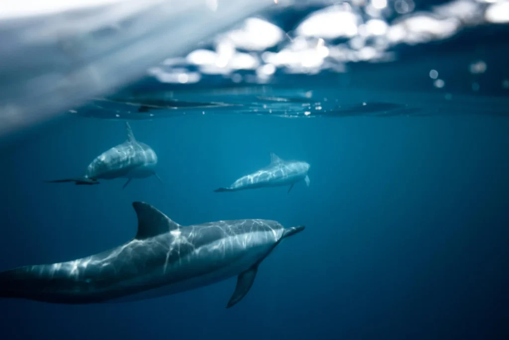 A pod of dolphins swimming underwater in clear blue ocean