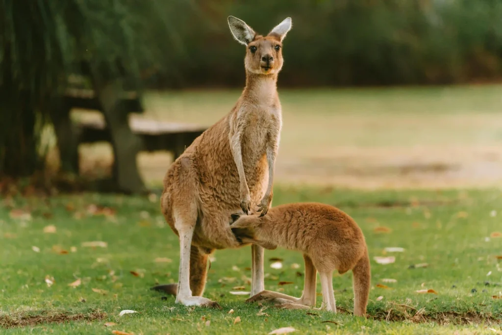 Kangaroo mother nursing her joey in a grassy field