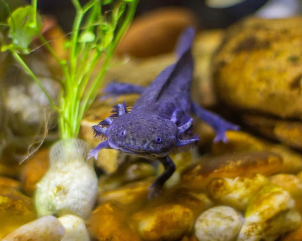 Axolotl swimming in a freshwater aquarium, surrounded by plants and rocks