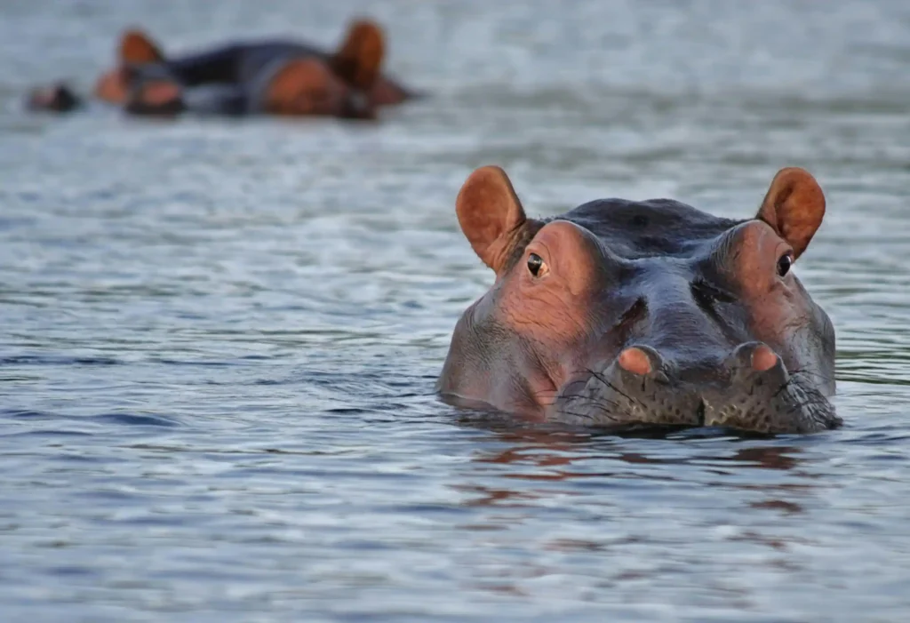 Close-up of a hippopotamus submerged in water with eyes and ears above the surface