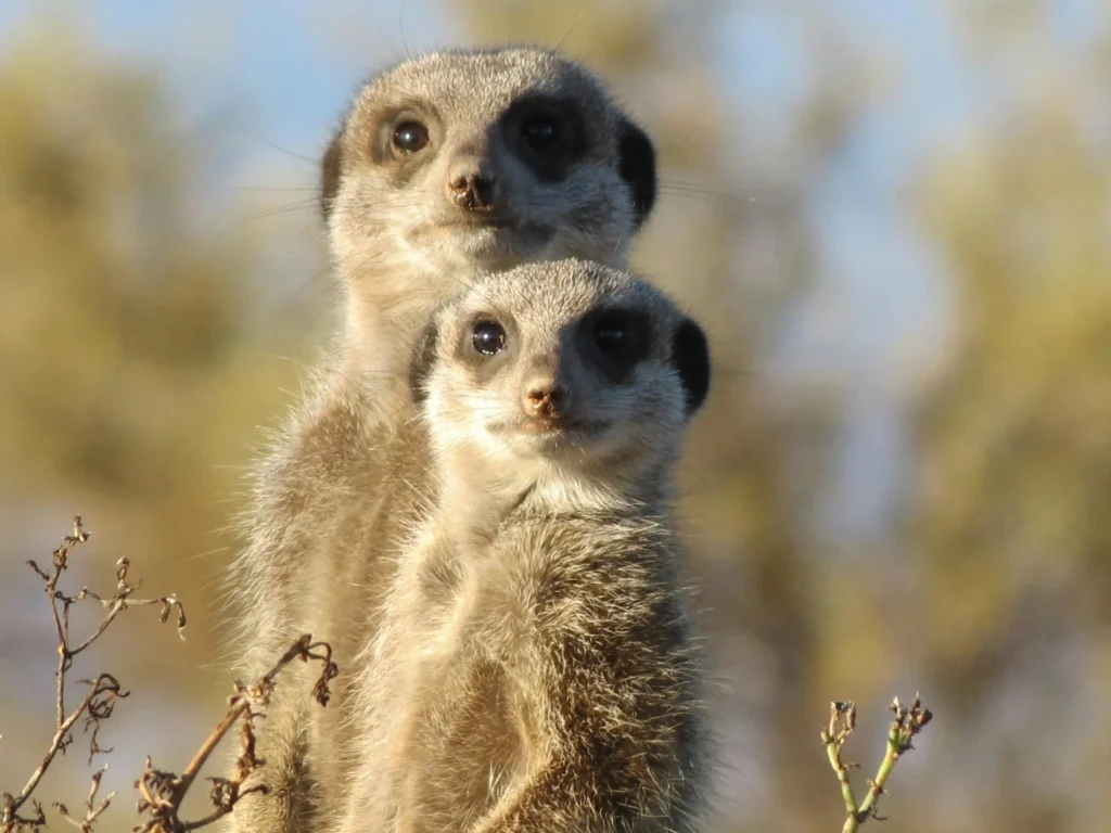Two alert meerkats standing close together in the wild, looking toward the camera