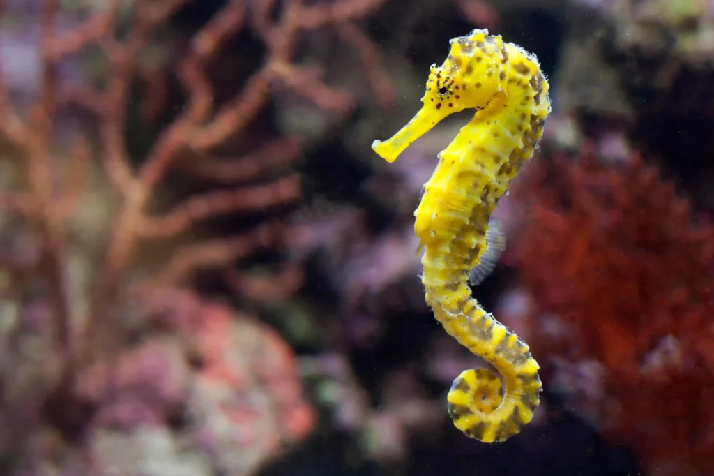 Bright yellow seahorse floating vertically in the ocean near coral reef