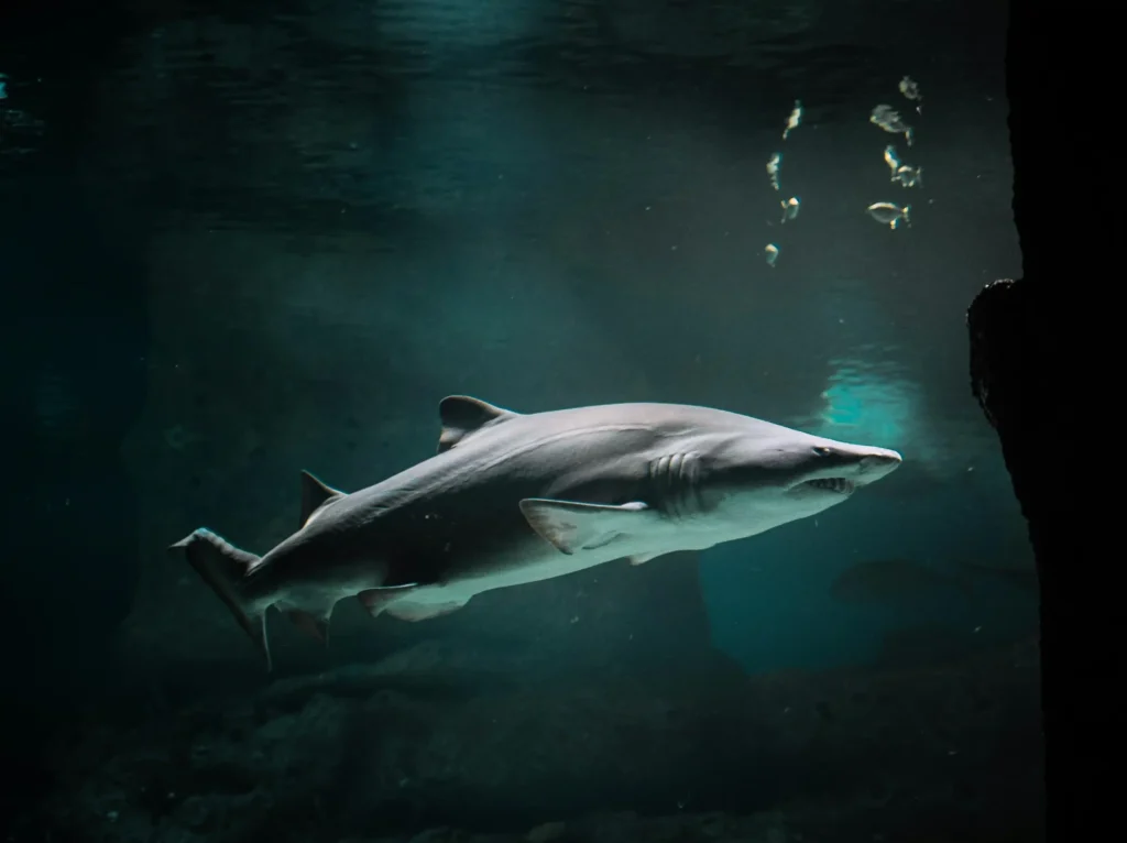 Large shark swimming in deep, dark ocean waters with dramatic lighting