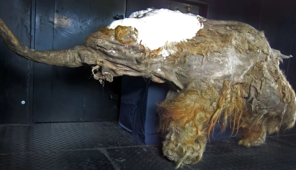 Full body of prehistoric animals Yuka, a mummified woolly mammoth calf preserved in permafrost, photographed from the side.
