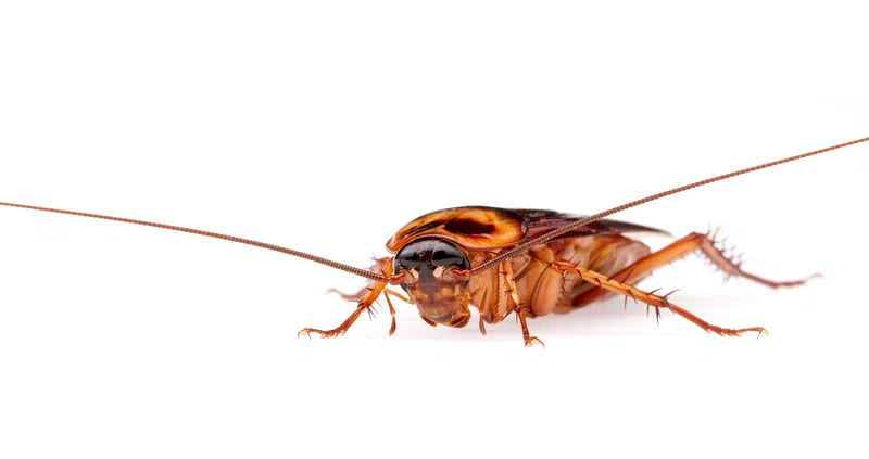 Close-up photo of an American cockroach (Periplaneta americana).