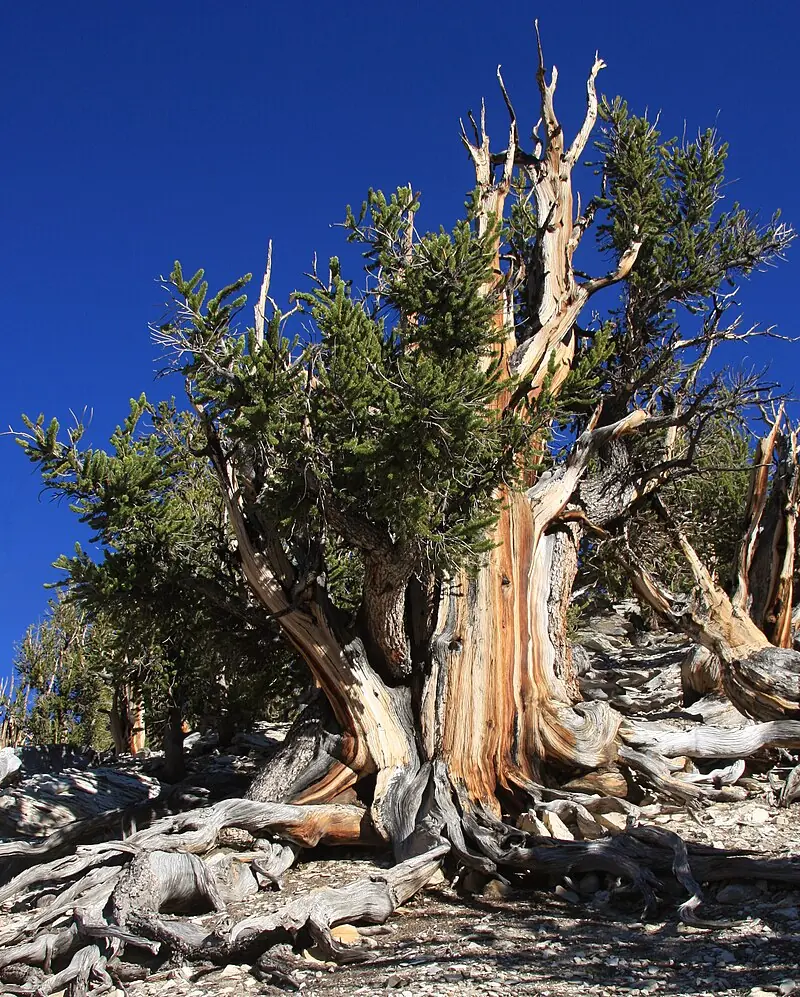 A Great Basin bristlecone pine with name: methuselah tree showing ancient twisted wood and living branches along the Methuselah Trail in the White Mountains of California.