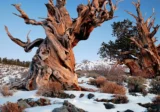 Long exposure photo of the ancient methuselah tree bristlecone pine forest in the White Mountains of California taken after sunset. It is the oldest tree in the world
