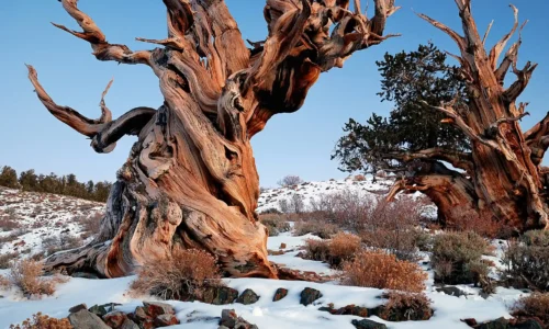 The Incredible 4,850-Year-Old Methuselah Tree: The Oldest Living Tree on Earth