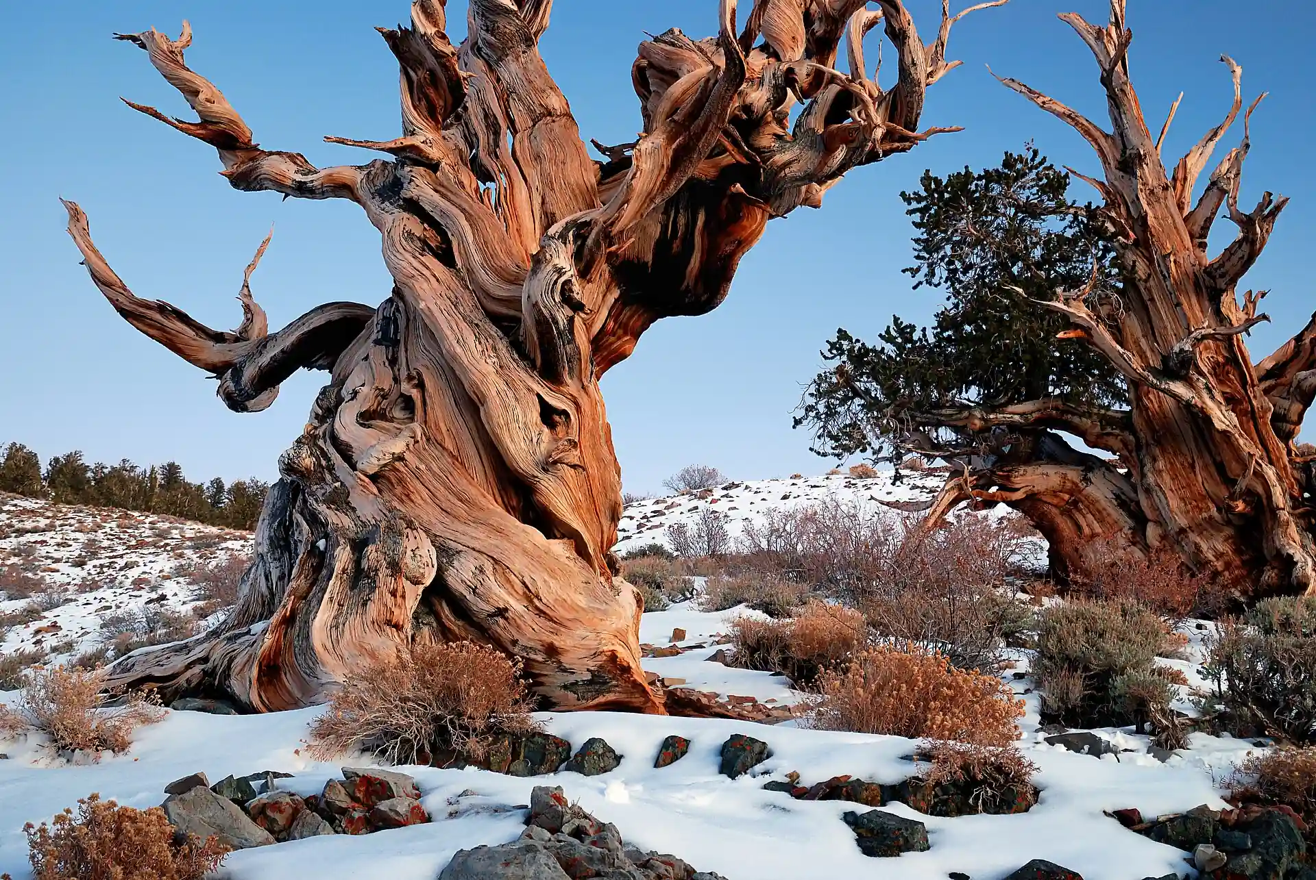 Long exposure photo of the ancient methuselah tree bristlecone pine forest in the White Mountains of California taken after sunset. It is the oldest tree in the world