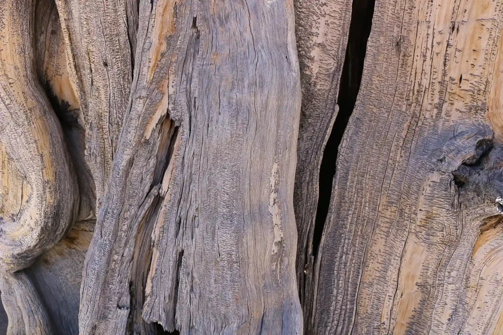 Close-up of the Great Basin bristlecone pine bark at Cedar Breaks National Monument in Utah.